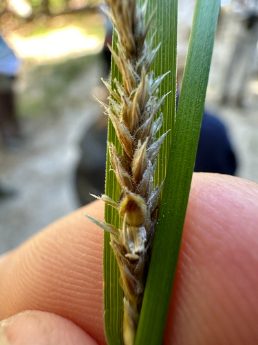 iNaturalist observation photo of Yosemite sedge