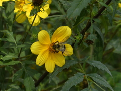Bombus impatiens