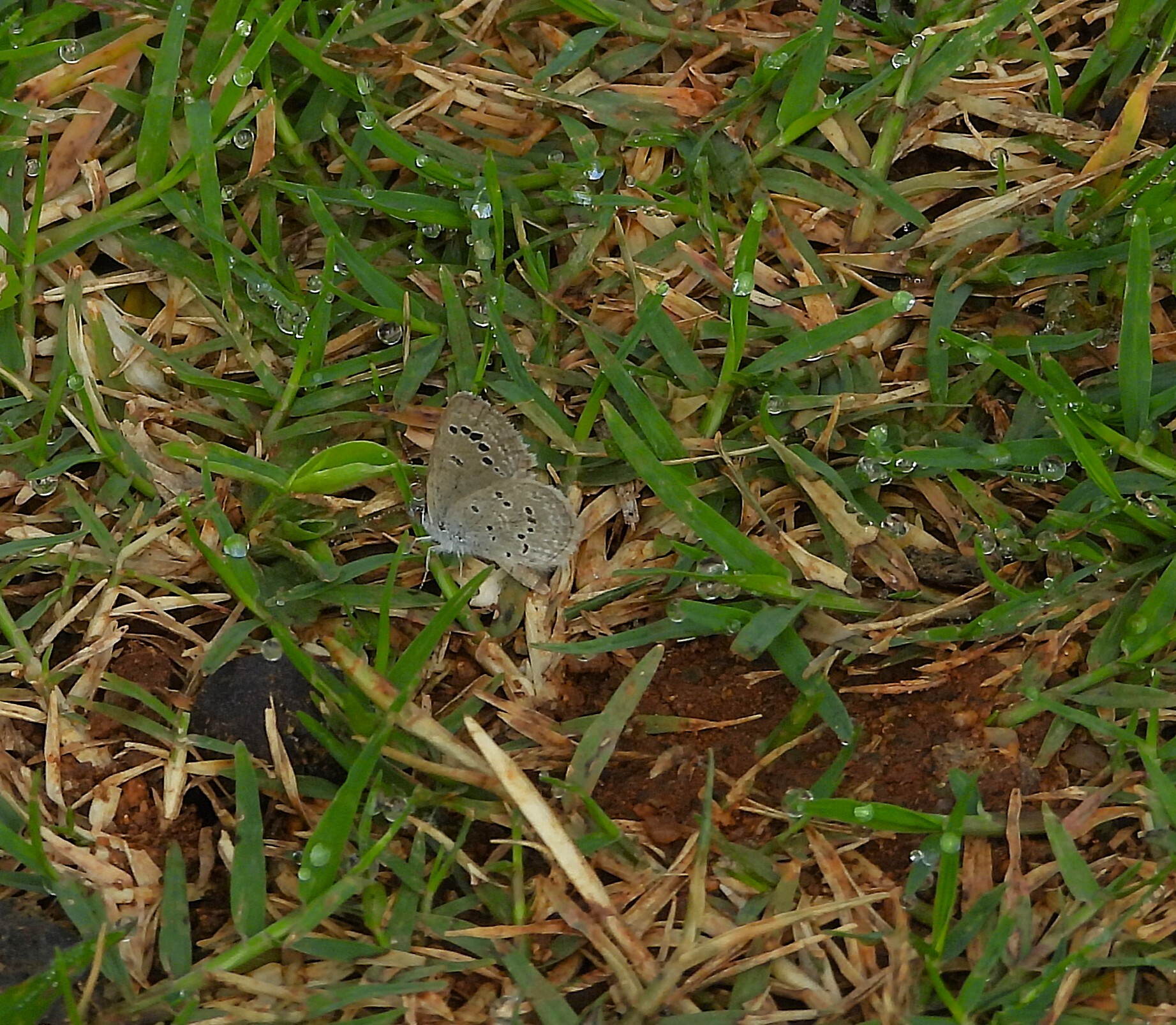 Lesser Grass Blue