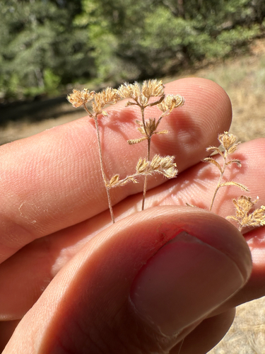 iNaturalist observation photo of Eremocarya