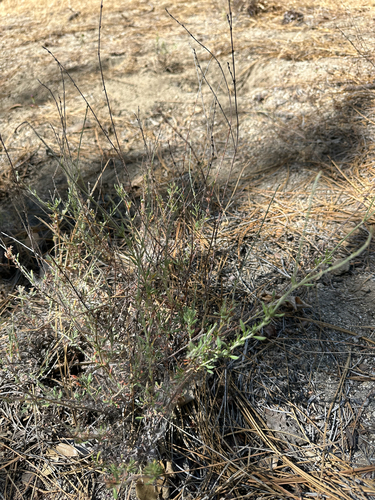 iNaturalist observation photo of ringed-stem bastard-sage