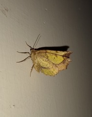 Antepione thisoaria