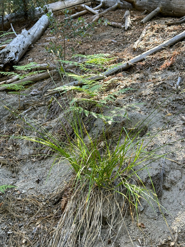 iNaturalist observation photo of fragile-sheathed sedge