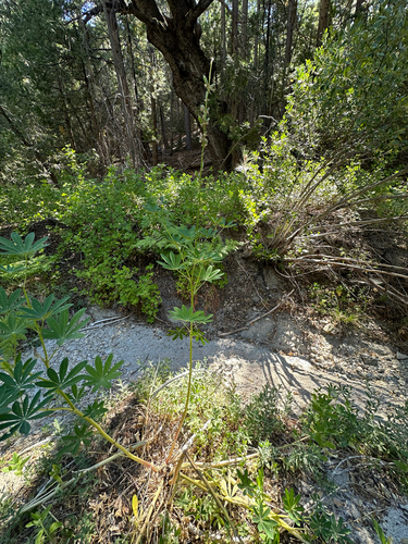 iNaturalist observation photo of Broadleaf Lupine