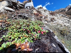 Cotoneaster microphyllus