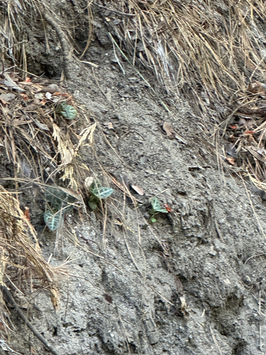 iNaturalist observation photo of white-veined wintergreen
