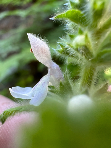 iNaturalist observation photo of Rough Hedgenettle