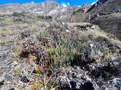 Ephedra gerardiana