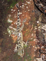 Cyrtodactylus ingeri