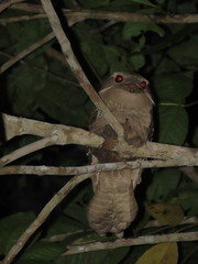 Batrachostomus auritus