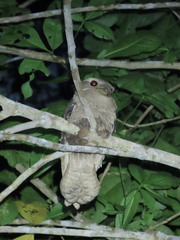 Batrachostomus auritus