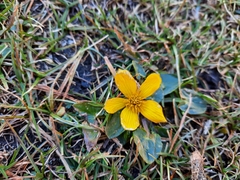 Caltha scaposa