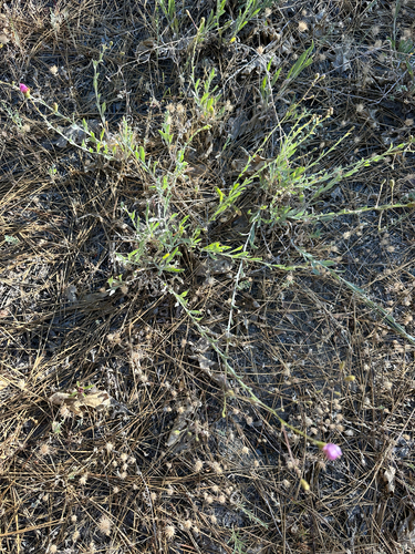 iNaturalist observation photo of California Aster