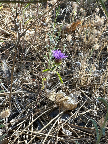 iNaturalist observation photo of Brewer's Monardella