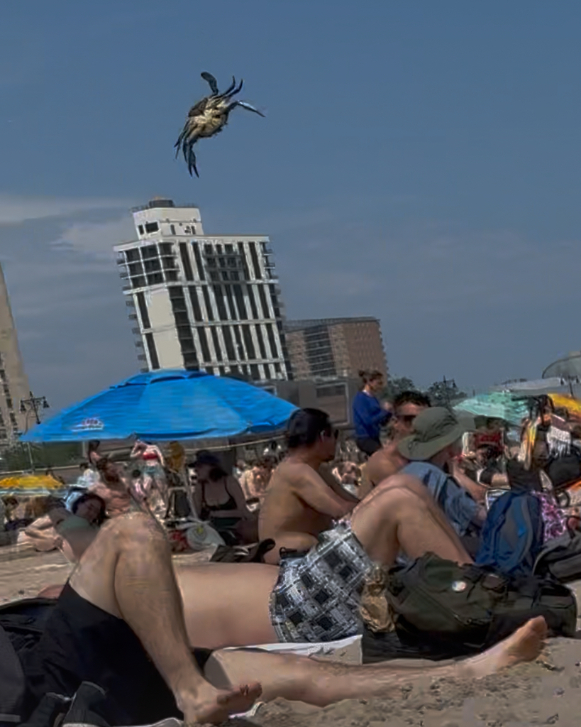 Photo of Atlantic blue crab (Callinectes sapidus)