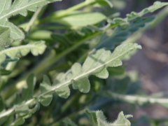 Amblyolepis setigera