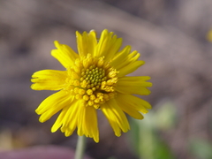Amblyolepis setigera