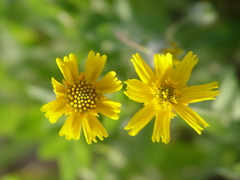 Amblyolepis setigera