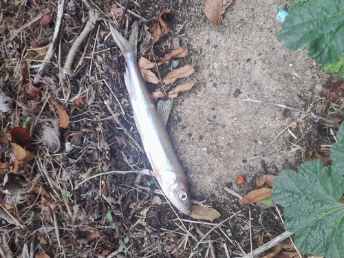European Smelt, London SE10 0JH, UK, photo 5 of 10
