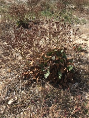 Limonium californicum