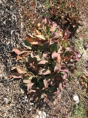 Limonium californicum