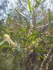 Hakea florulenta