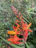Crocosmia Xcrocosmiiflora