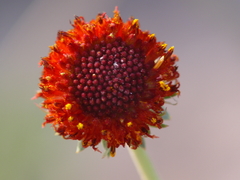 Gaillardia suavis