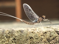 Callibaetis ferrugineus hageni