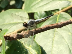 Brachydiplax sobrina