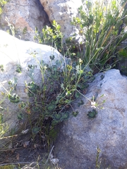 Pelargonium tabulare