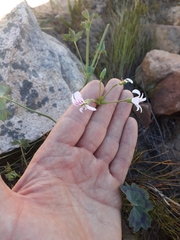 Pelargonium tabulare