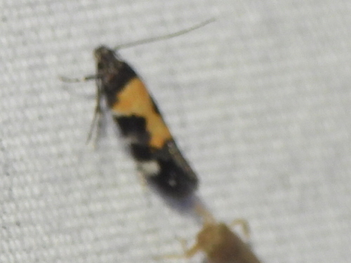 Red-necked Peanutworm Moth photo 6