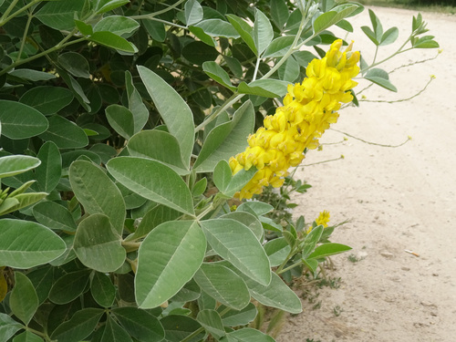 Argyrocytisus battandieri