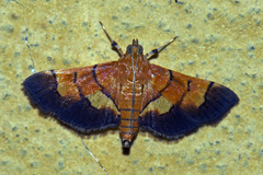 Orphanostigma