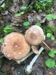 Leucocortinarius bulbiger