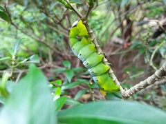 Daphnis nerii