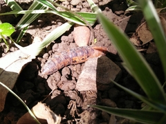 Daphnis nerii