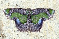 Eucyclodes discipennata