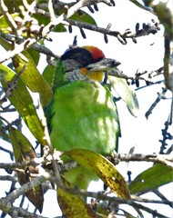 Psilopogon franklinii