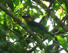 Psilopogon chrysopogon