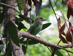 Psilopogon faiostrictus