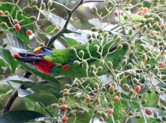 Psilopogon mystacophanos