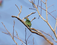 Psilopogon duvaucelii