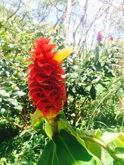 Costus comosus bakeri
