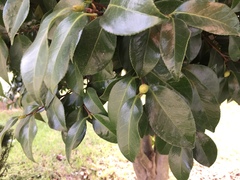 Camellia japonica