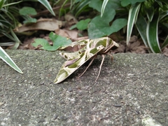 Daphnis nerii
