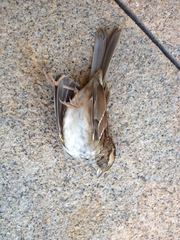 Zonotrichia albicollis