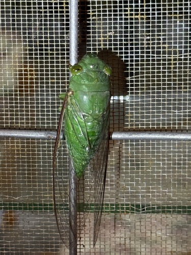 Dundubia vaginata vaginata