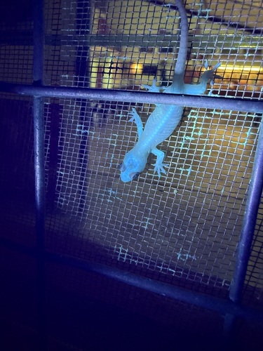 Asian House Gecko